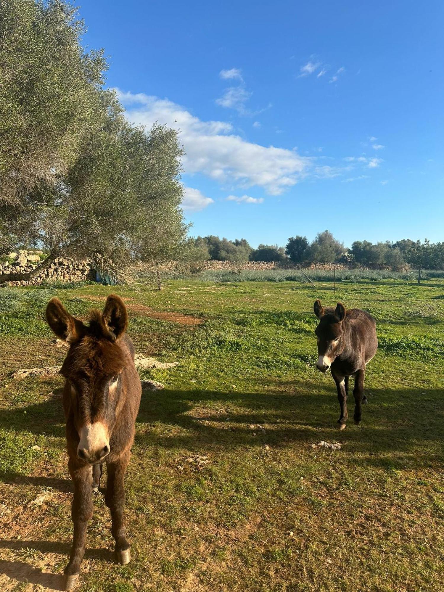 Son Pieras Casa di campagna Llucmajor (Mallorca)